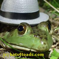 /home//u458753944/public_html/sourcegallery/////////////Frogs/More bullfrogs/P7010218.JPG